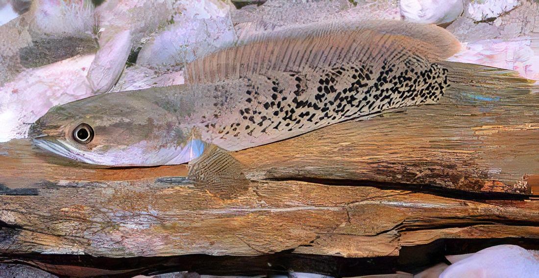 Assamese Spotted Purple Snakehead Chana Stewartii 10cm - Real Aquatics
