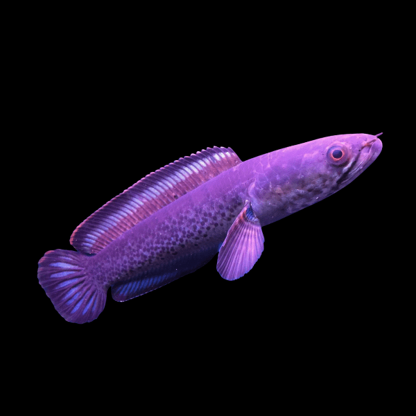 Assamese Spotted Purple Snakehead Chana Stewartii 10cm - Real Aquatics