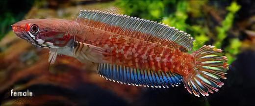 Blue Rainbow Snakehead Channa Andrao Bleheri 10cm - Real Aquatics