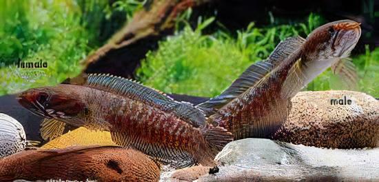Blue Rainbow Snakehead Channa Andrao Bleheri 10cm - Real Aquatics