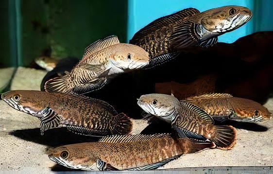 Blue Rainbow Snakehead Channa Andrao Bleheri 10cm - Real Aquatics