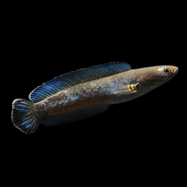 Blue Rainbow Snakehead Channa Andrao Bleheri 10cm - Real Aquatics
