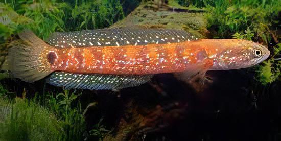 Chinese Red Snakehead Channa Asiatica 10cm - Real Aquatics