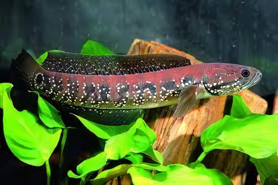 Chinese Red Snakehead Channa Asiatica 10cm - Real Aquatics
