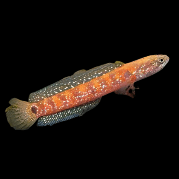 Chinese Red Snakehead Channa Asiatica 10cm - Real Aquatics