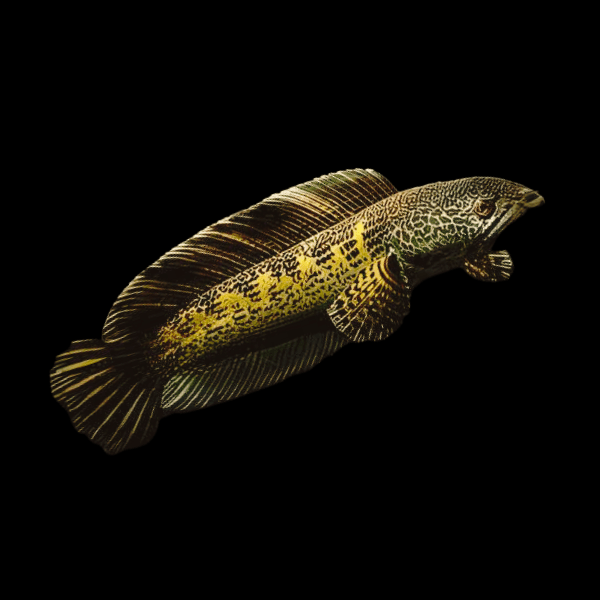 Black and Gold Cobra Snakehead Chana Aurantimaculata 12cm - Real Aquatics