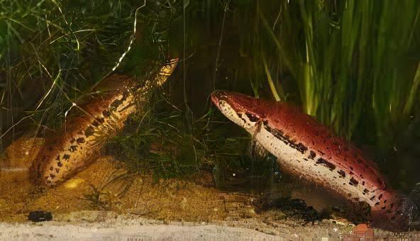 Dwarf Bangka Snakehead Channa Bankanensis 5cm - Real Aquatics