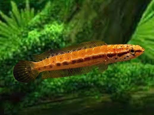 Dwarf Bangka Snakehead Channa Bankanensis 5cm - Real Aquatics