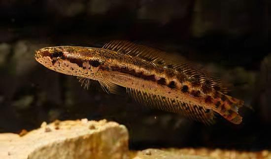 Dwarf Bangka Snakehead Channa Bankanensis 5cm - Real Aquatics
