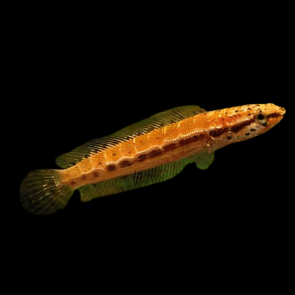 Dwarf Bangka Snakehead Channa Bankanensis 5cm - Real Aquatics