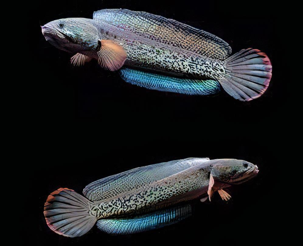 Peacock Snakehead Channa Barca - Real Aquatics