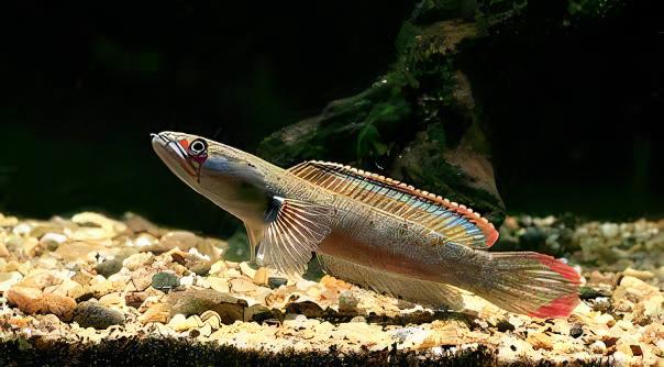 Fire and Ice Snakehead Channa Berasal Dari 12cm - Real Aquatics
