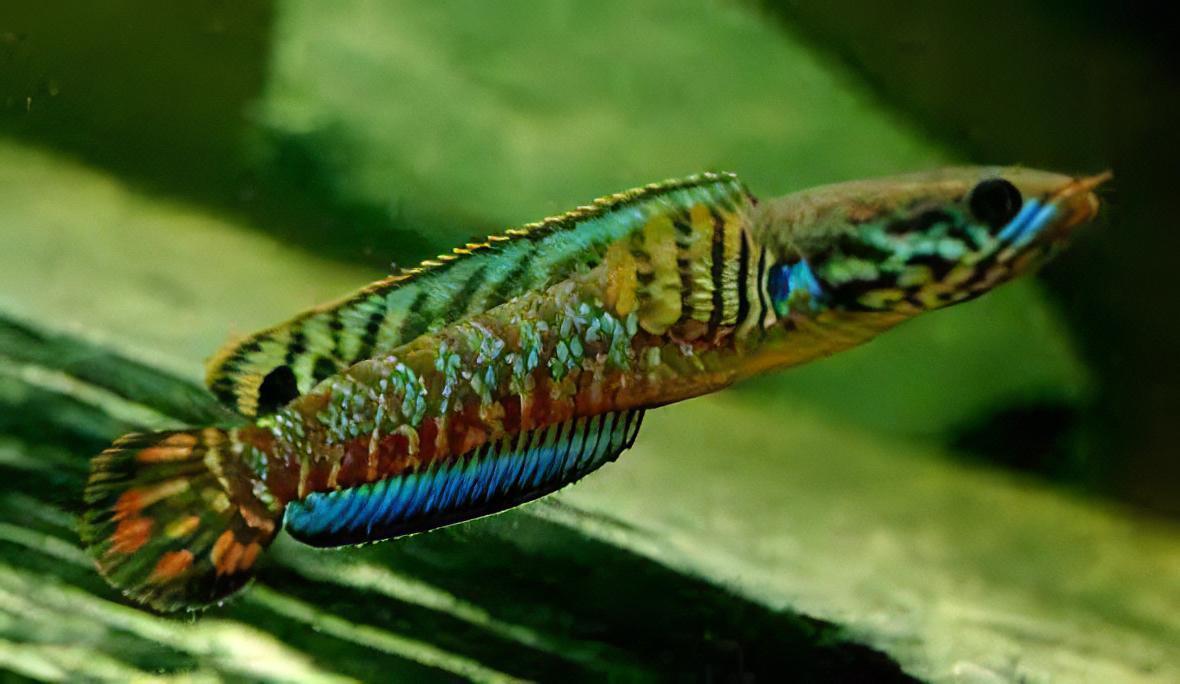 Dwarf Rainbow Snakehead Channa Bleheri 10cm - Real Aquatics