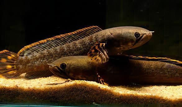 Dwarf Rainbow Snakehead Channa Bleheri 10cm - Real Aquatics