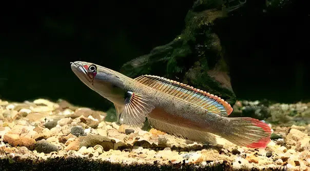 Dwarf Rainbow Snakehead Channa Bleheri 10cm - Real Aquatics