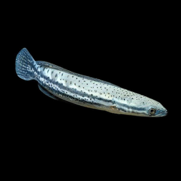 Malabar Snakehead Channa Diplogramma 10cm - Real Aquatics