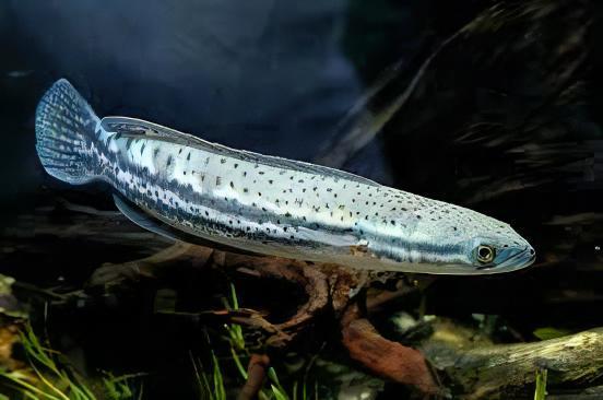 Malabar Snakehead Channa Diplogramma 10cm - Real Aquatics