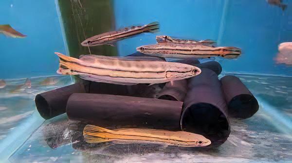 Malabar Snakehead Channa Diplogramma 10cm - Real Aquatics
