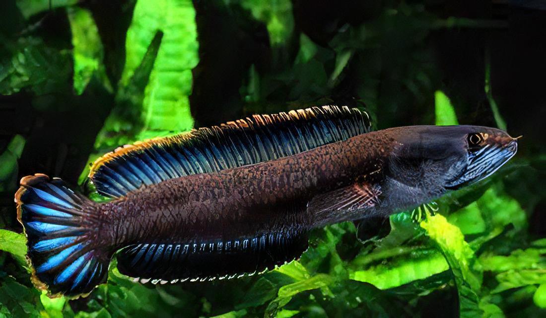 Dwarf Snakehead Channa Gachua 10cm - Real Aquatics