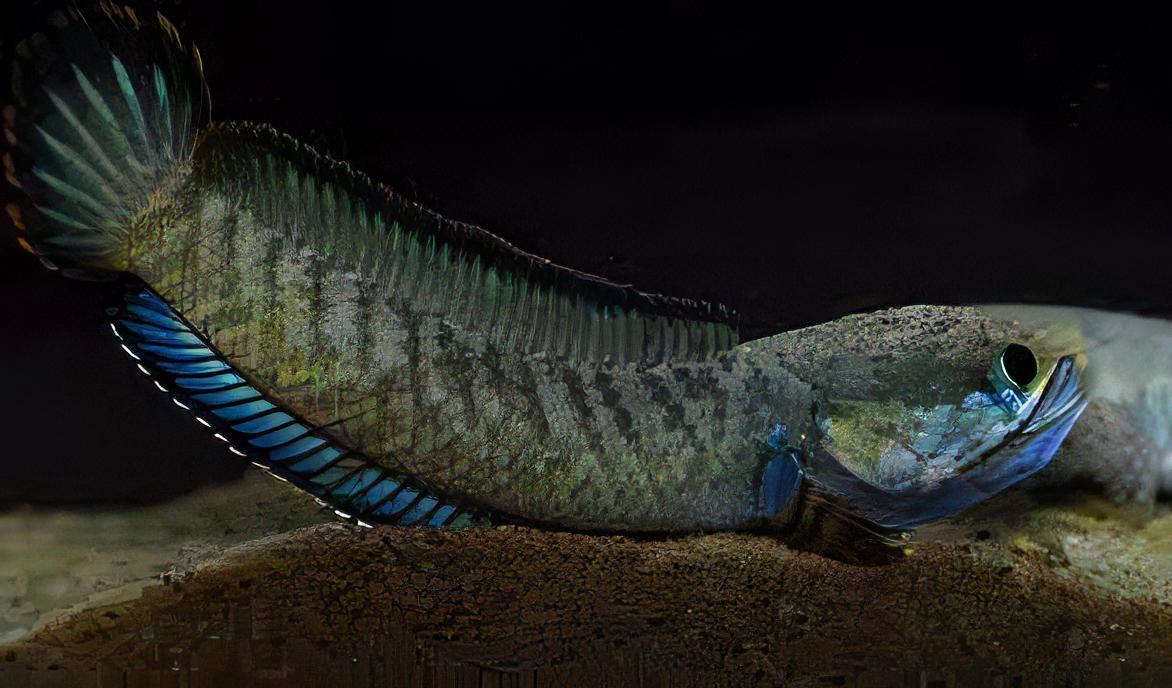 Dwarf Snakehead Channa Gachua 10cm - Real Aquatics