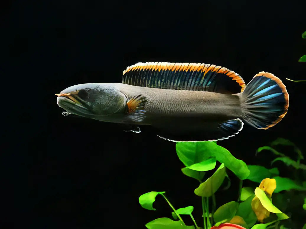 Dwarf Snakehead Channa Gachua 10cm - Real Aquatics