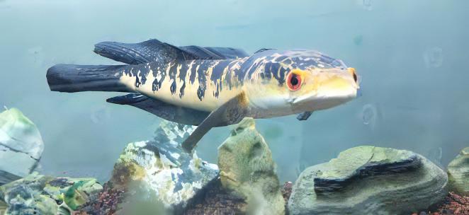 Bullseye Snakehead Channa Marulius 10cm - Real Aquatics