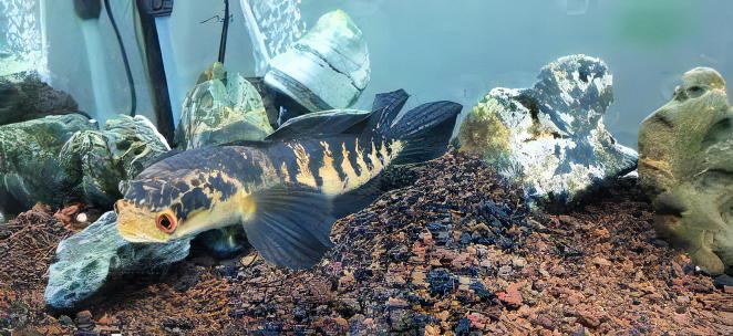 Bullseye Snakehead Channa Marulius 10cm - Real Aquatics