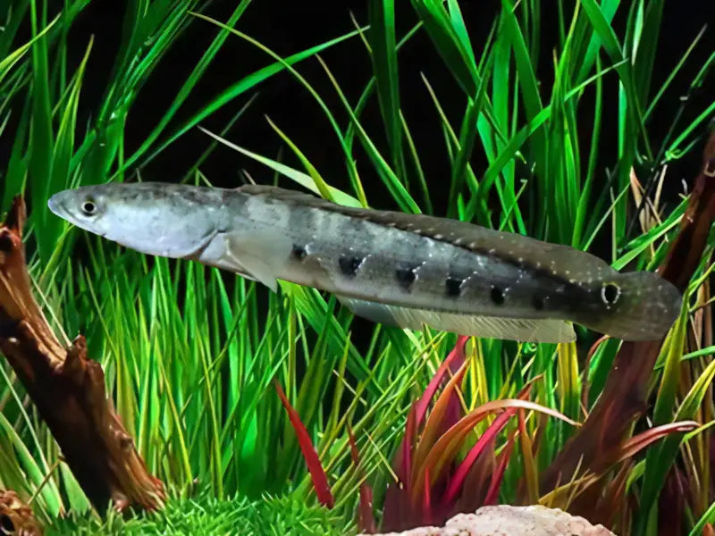 Bullseye Snakehead Channa Marulius 10cm - Real Aquatics