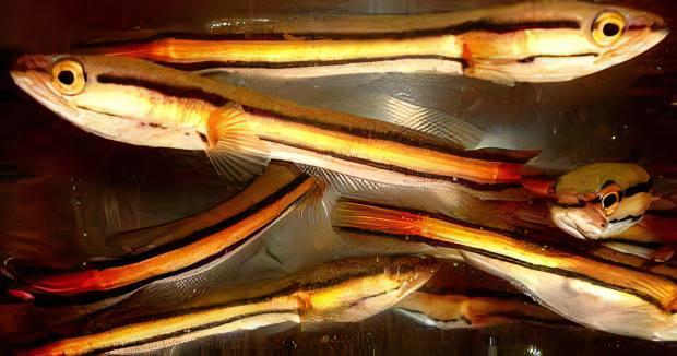 Giant Red Snakehead Channa Micropeltes 10cm - Real Aquatics