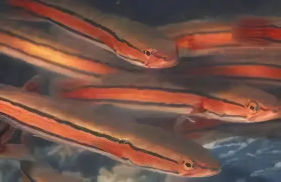 Giant Red Snakehead Channa Micropeltes 10cm - Real Aquatics