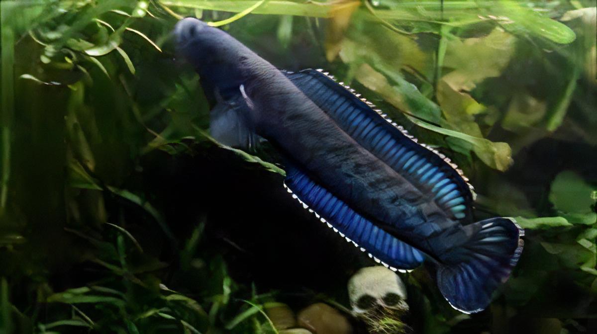 Meghalaya Leopard Snakehead Channa Pardalis 20cm - Real Aquatics