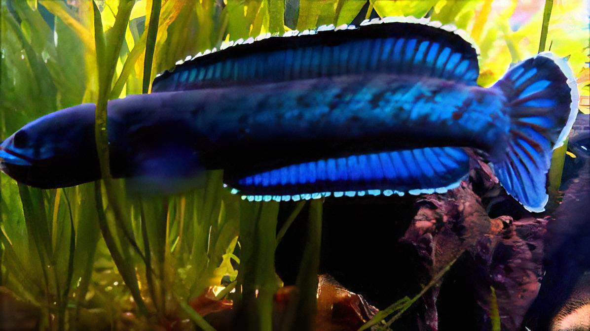 Meghalaya Leopard Snakehead Channa Pardalis 20cm - Real Aquatics