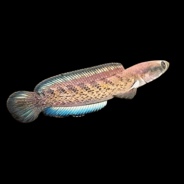 Dwarf Bengal Snakehead Channa Punctata 10cm - Real Aquatics