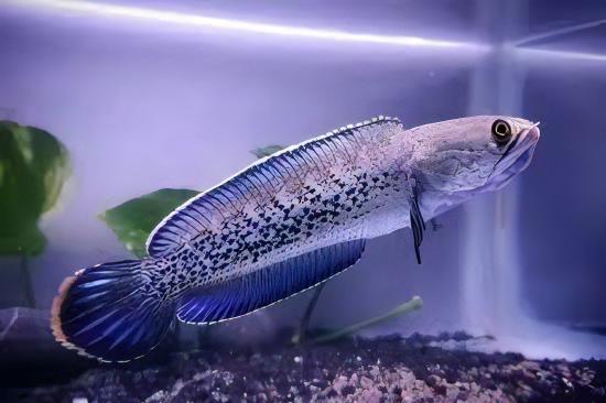 Dwarf Bengal Snakehead Channa Punctata 10cm - Real Aquatics