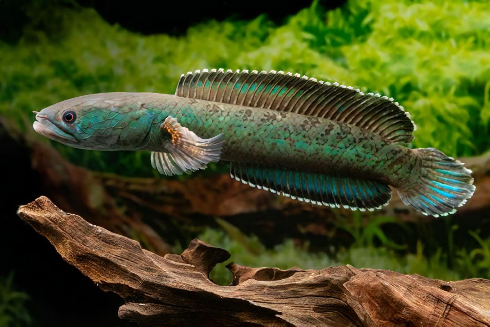Green Emerald Snakehead Channa Royi 10cm - Real Aquatics