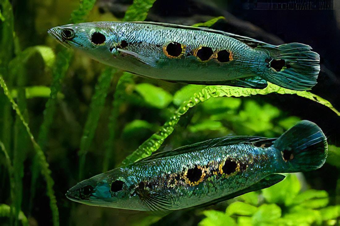 Ocellated Snakehead Channa Pleurophthalma 10cm - Real Aquatics