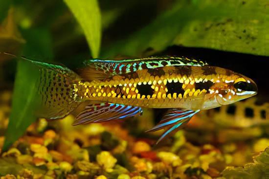 Checkerboard Cichlid Dicrossus Filamentosus 3cm - Real Aquatics