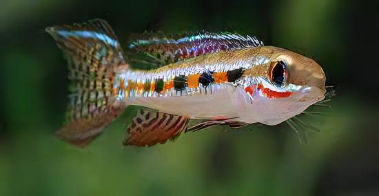 Checkerboard Cichlid Dicrossus Filamentosus 3cm - Real Aquatics