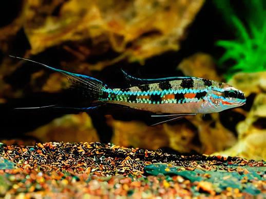 Checkerboard Cichlid Dicrossus Filamentosus 3cm - Real Aquatics