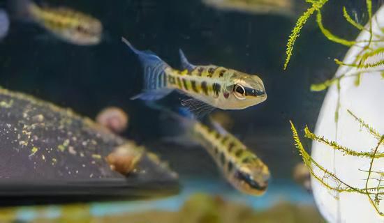 Checkerboard Cichlid Dicrossus Filamentosus 3cm - Real Aquatics