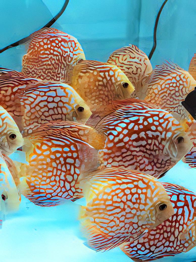 Checkerboard Discus