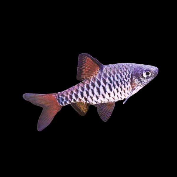 Checkered Barb Oliotius Oligolepis 4cm - Real Aquatics