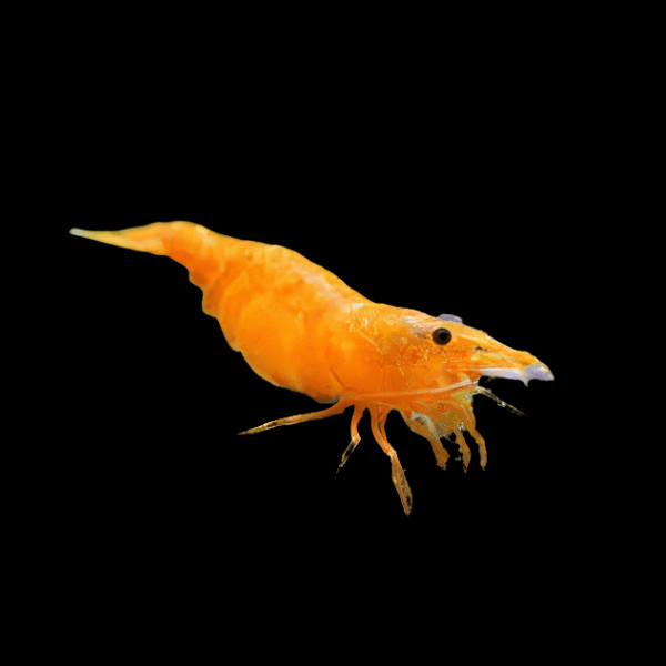 Cherry Orange Shrimp Neocaridina Davidi 2cm - Real Aquatics
