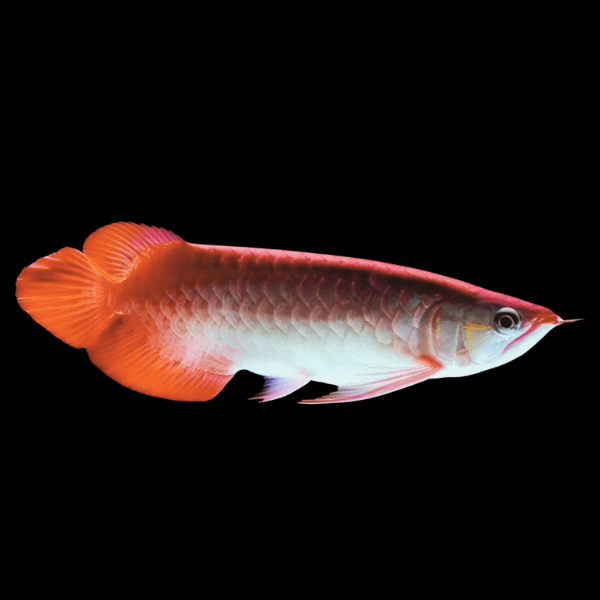 Chilli Red Arowana Scleropages Formosus 20cm - Real Aquatics