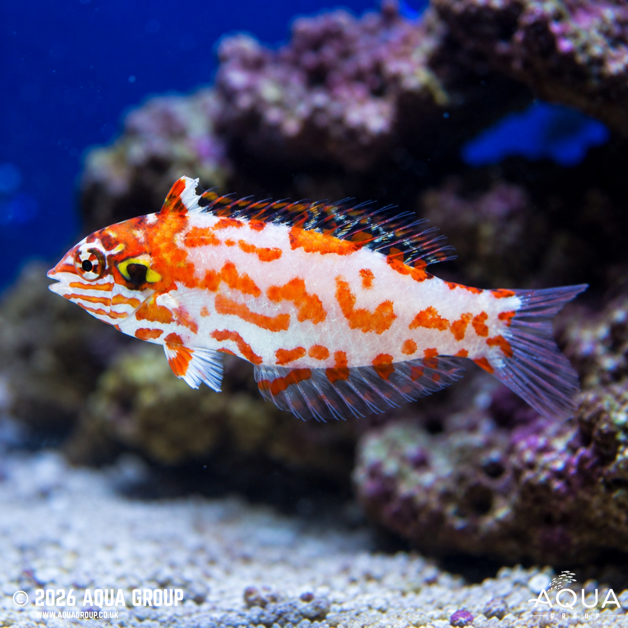 Choati Leopard Wrasse (Macropharyngodon choati)