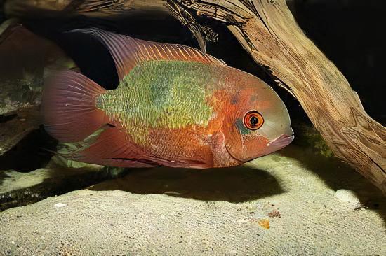 Chocolate Cichlid Hypselecara Temporalis 5cm - Real Aquatics