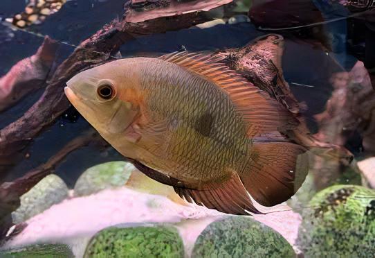 Chocolate Cichlid Hypselecara Temporalis 5cm - Real Aquatics