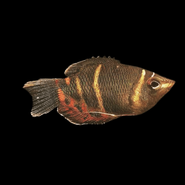 Chocolate Gourami Sphaerichthys Osphromenoides 3cm - Real Aquatics
