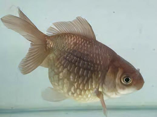 Chocolate Pearlscale Goldfish Carassius Auratus