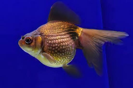 Assorted Pearlscale Goldfish Carassius Auratus